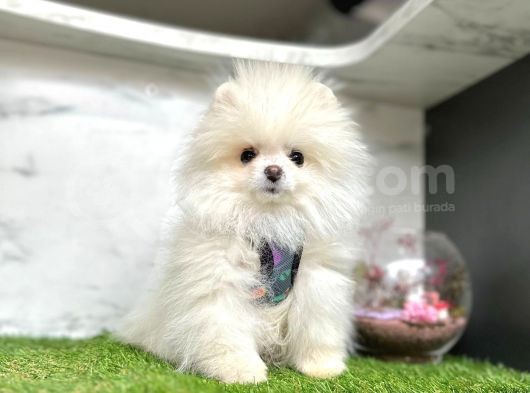 A Kalite Pomeranian Boo Yavruları görsel