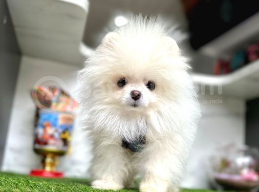 A Kalite Pomeranian Boo Yavruları görsel