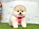 Gerçek Resimler Pomeranian Boo Yavrular