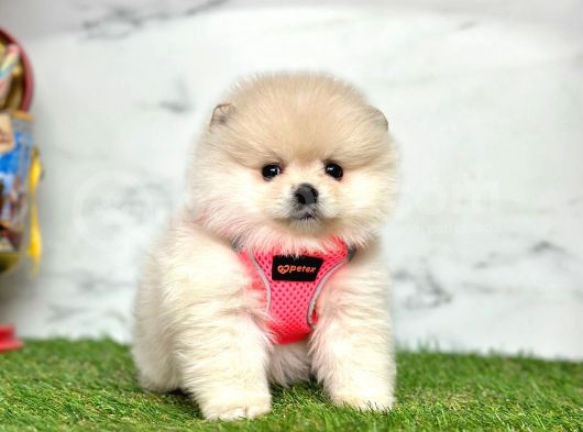 Gerçek Resimler Pomeranian Boo Yavrular görsel