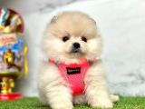 Gerçek resimler Pomeranian Boo Yavrular