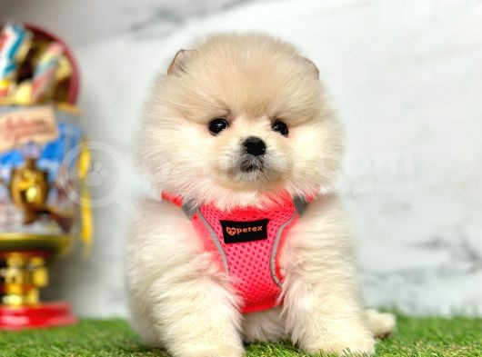 Gerçek Resimler Pomeranian Boo Yavrular