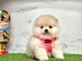 Gerçek Resimler Pomeranian Boo Yavrular