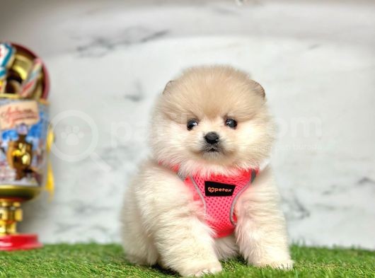 Gerçek Resimler Pomeranian Boo Yavrular görsel