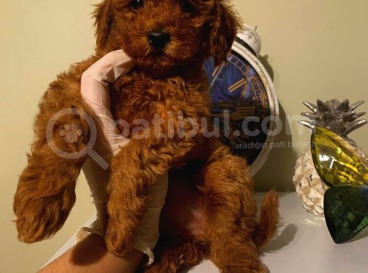 Red Brown Dişi Yavrular görsel