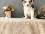 Rengarenk Border Collie Yavrularımız