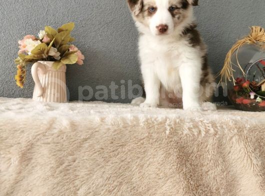 Rengarenk Border Collie Yavrularımız görsel