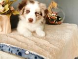 Rengarenk Border Collie Yavrularımız