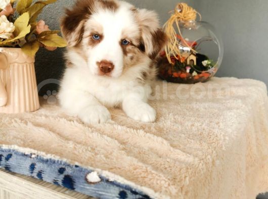 Rengarenk Border Collie Yavrularımız