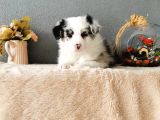 Rengarenk Border Collie Yavrularımız