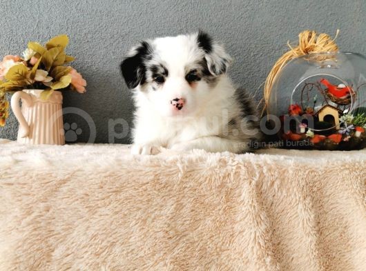 Rengarenk Border Collie Yavrularımız görsel