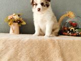 Rengarenk Border Collie Yavrularımız