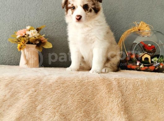 Rengarenk Border Collie Yavrularımız görsel