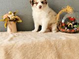 Rengarenk Border Collie Yavrularımız