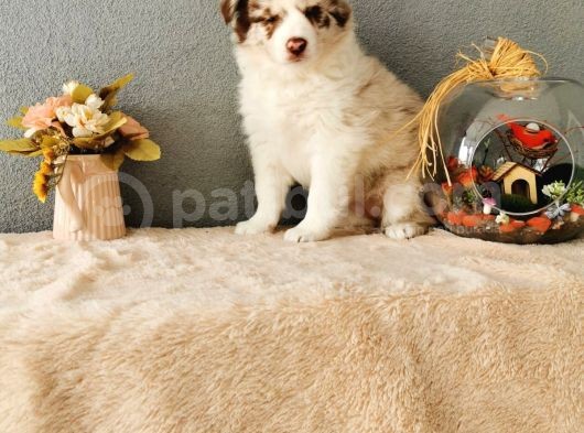 Rengarenk Border Collie Yavrularımız görsel