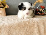 Rengarenk Border Collie Yavrularımız
