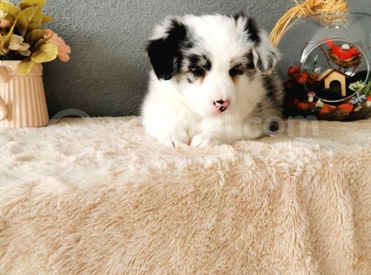 Rengarenk Border Collie Yavrularımız görsel