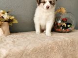 Rengarenk Border Collie Yavrularımız