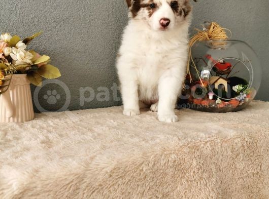 Rengarenk Border Collie Yavrularımız görsel
