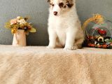 Rengarenk Border Collie Yavrularımız