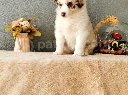 Rengarenk Border Collie Yavrularımız görsel