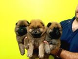 Chow Chow Yavrularimiz