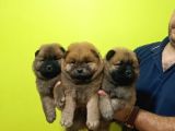 CHOW CHOW YAVRULARIMIZ