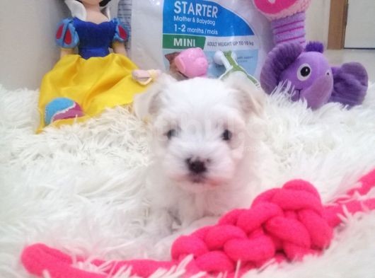 Safkan Disi Teacup Maltese Bebekler görsel