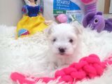 Safkan Disi Teacup Maltese Bebekler
