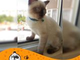 SİYAM KEDİSİ