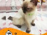 Si̇yam Kedi̇si̇