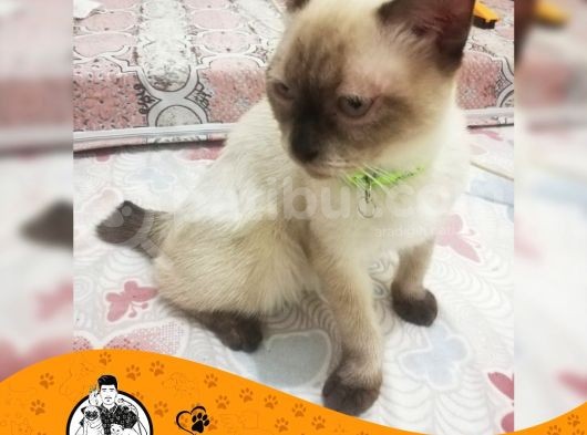 Si̇yam Kedi̇si̇ görsel