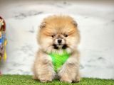 Safkan Pomeranian Boo Yavrularımız