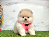 Safkan Pomeranian Boo Yavrularımız