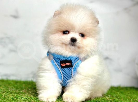 Safkan Pomeranian Boo Yavrularımız