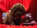 Safkan Toy Poodle Yavrularımız