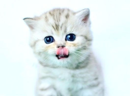 Süper Kalitede Silver British Shorthair Yavrumuz görsel