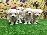 Resmi̇ Üreti̇ci̇den Maltese Terri̇er Yavrular