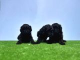 Resmi̇ Üreti̇ci̇den Si̇yah Toy Poodle Yavrular