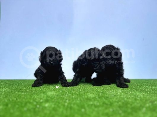 Resmi̇ Üreti̇ci̇den Si̇yah Toy Poodle Yavrular görsel