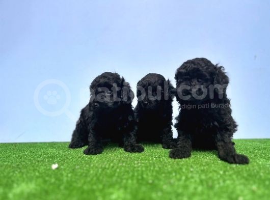 Resmi̇ Üreti̇ci̇den Si̇yah Toy Poodle Yavrular görsel
