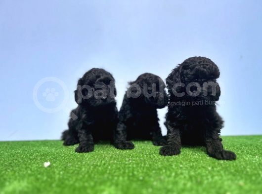 Resmi̇ Üreti̇ci̇den Si̇yah Toy Poodle Yavrular görsel