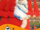 İran Kedi̇si̇ Yavrularimiz