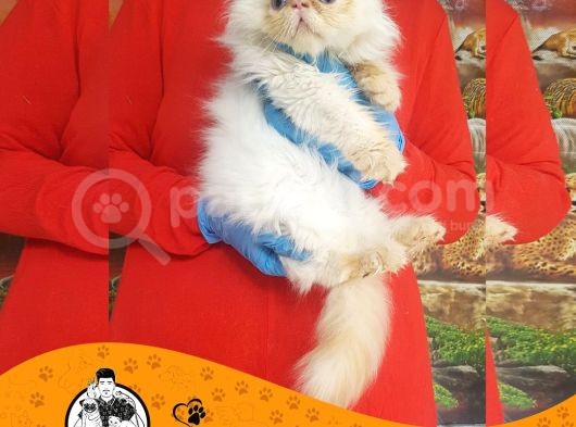 İran Kedi̇si̇ Yavrularimiz görsel