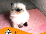 İRAN KEDİSİ YAVRULARIMIZ