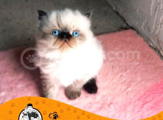 İran Kedi̇si̇ Yavrularimiz