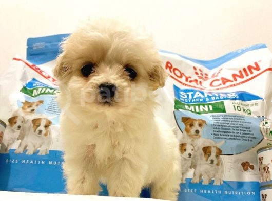 Evden, Elden Teslim Dişi Maltipoo Yavrularımız görsel