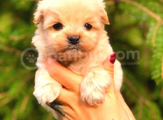 Teacup Malti̇po Üst Kali̇te görsel