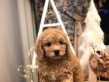 Sevi̇mli̇ Orji̇nal Irk Toy Poodle Yavrularim