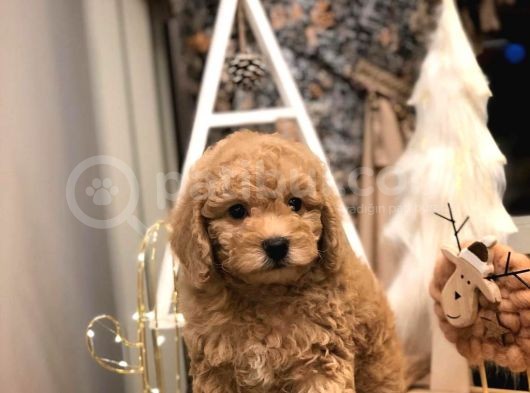 Sevi̇mli̇ Orji̇nal Irk Toy Poodle Yavrularim görsel